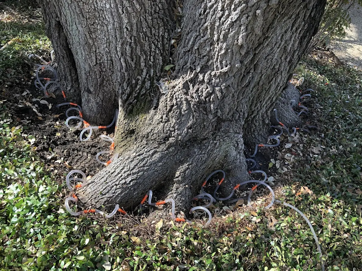 Detailed Shrub and Hedge Trimming job site in Bremond