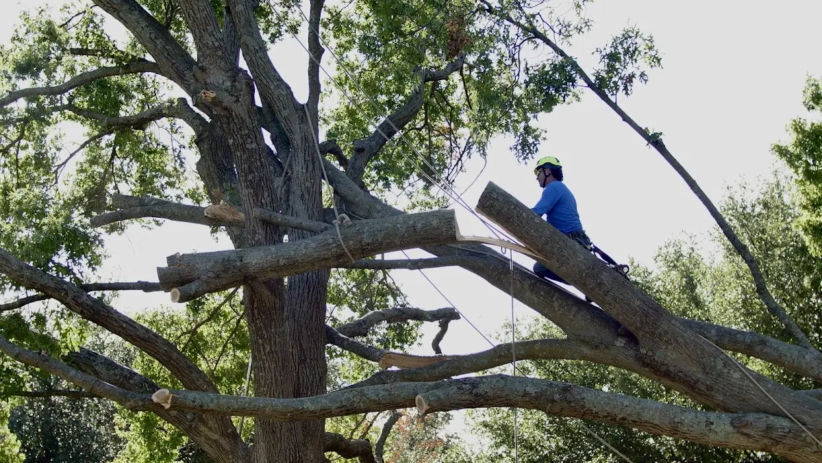 Professional Crown Thinning performed by certified arborists in Bremond
