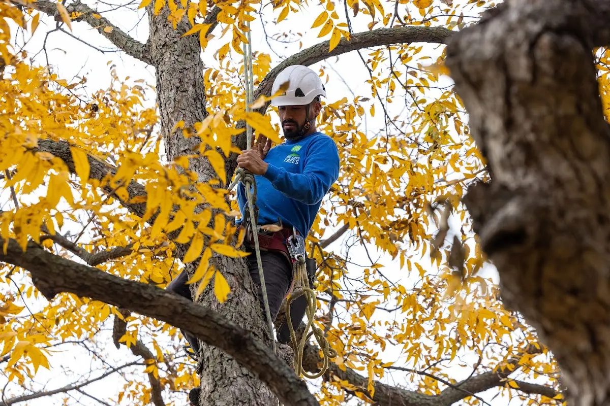 Skilled Tree Planing crew working in Bremond